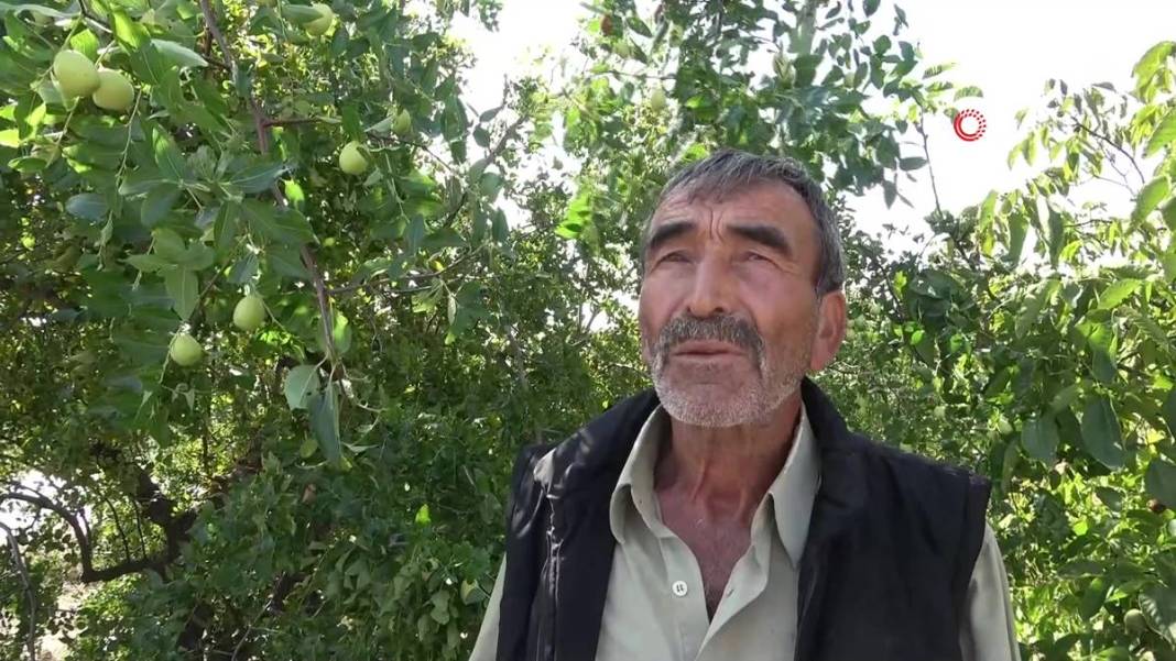 Bahçeye doğal çit olsun diye dikmişlerdi: Gelir kapısı oldu! Kilosunu 50 TL'den satıyor, bir taşla iki kuş... 2